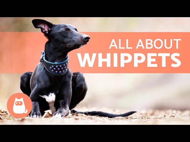 WHIPPET Dog Breed 🐶 | Characteristics, Care and Health 🐾