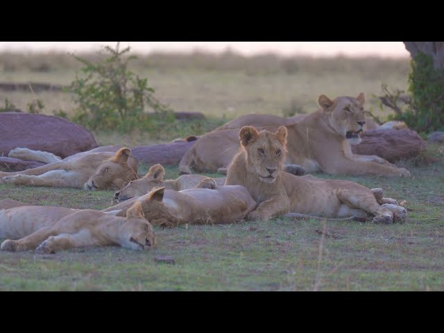 The Topi lion pride is one of the largest in the Masai Mara. There must be at least 25 lions. HDR 4K