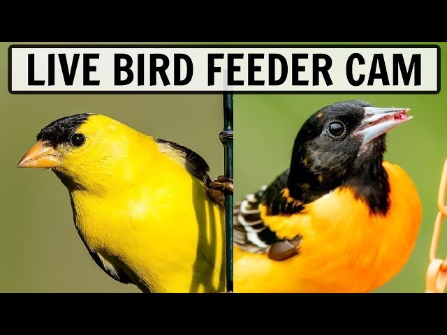 🔴 LIVE Bird Feeder Cam in Ohio - Over 50 species observed