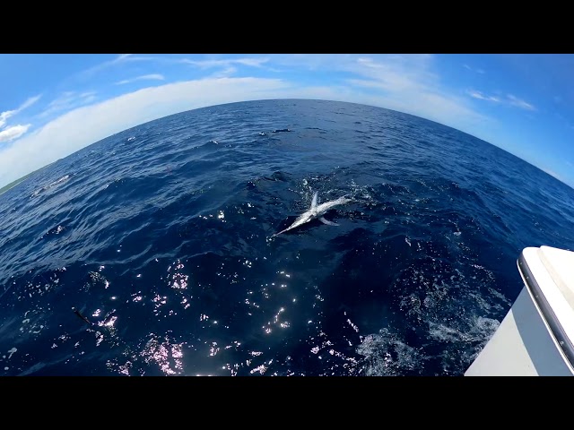 marlin fishing in Cabo San Lucas with Blue Sky Cabo 360