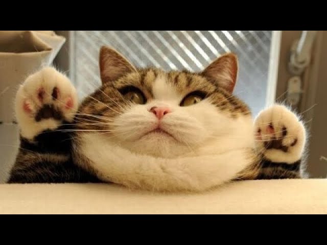 The best  and funniest cat videos . Try not to laugh challenge