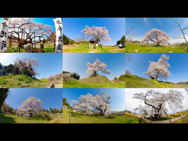 [ 8K 3D VR180 ] 福島の一本桜 Beautiful lone cherry tree in Fukushima,Japan