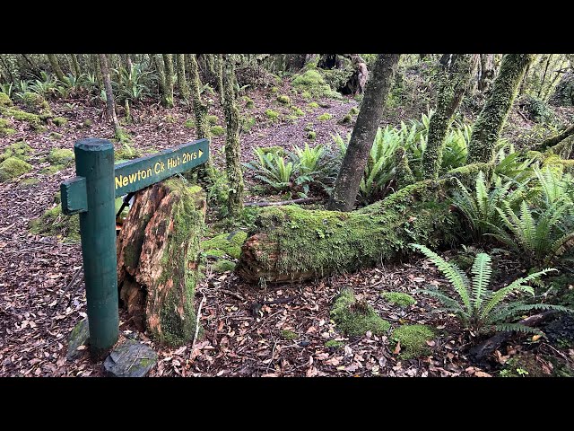 Hike to Newton Creek Hut