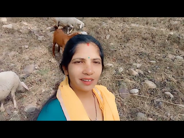 जंगल में घूमना और बकरी चराना 🐑🐏 #viral video #new blog on Reena Devi 🙏