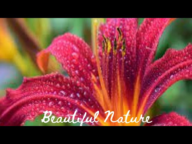 Beautiful Flowers ~ Planet Earth Amazing Nature Scenery & The Best Relax Music