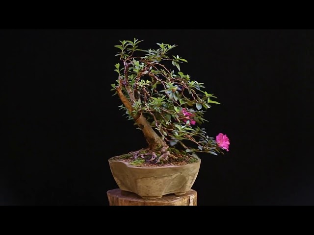 Azalea Plant video