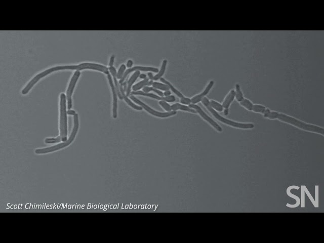 Watch bacteria found on our teeth rapidly divide and grow | Science News