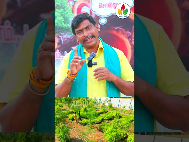 கோடிகளில் வருமானம் தரும் வாய்ப்பு! | Ssanthana maram valarpu tamil | #shortvideo #shorts #shortsfeed