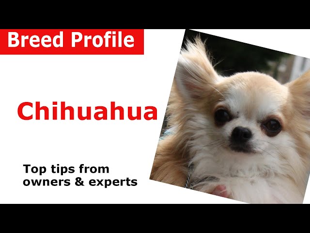 Chihuahua Dog Breed Advice