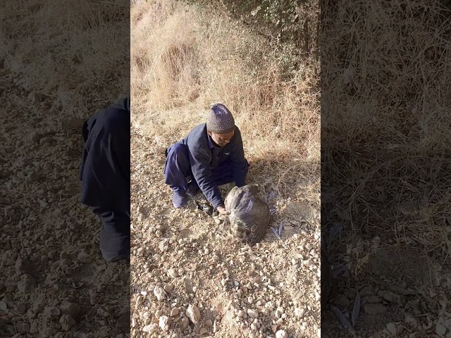 Hunting with goshawk#hawkeagle #hawkattack #birds #hawk #wildlife #falcon #hawkfeed