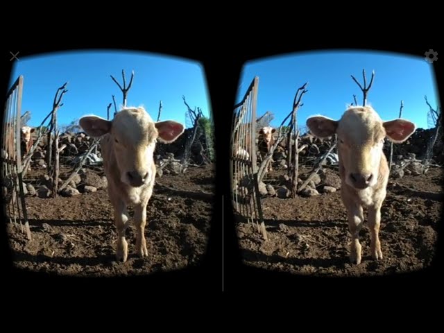 Vacas en realidad virtual | VR Experience #11