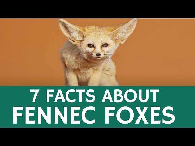 Fun Facts about Fennec Foxes – Cute and Exotic Desert Animals