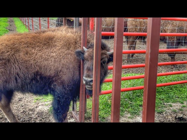 Ranch Idea To Catch Our Bison Calves!