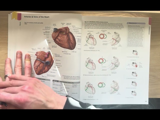 ASMR | Anatomy Series: The Heart, Part II