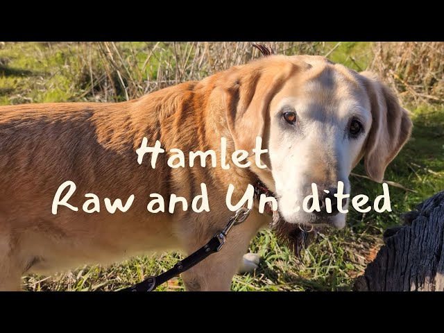 🎄😮 HOLIDAY DOG HIKE NATURE PRESERVE ⁉️....WHOA, I FOUND SOMETHING‼️ 📹 RAW AND UNEDITED ‼️ VIDEO 15