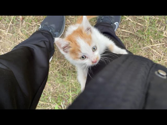 A poor little kitten tried to drink dirty water from the river. I stopped her and took her home.