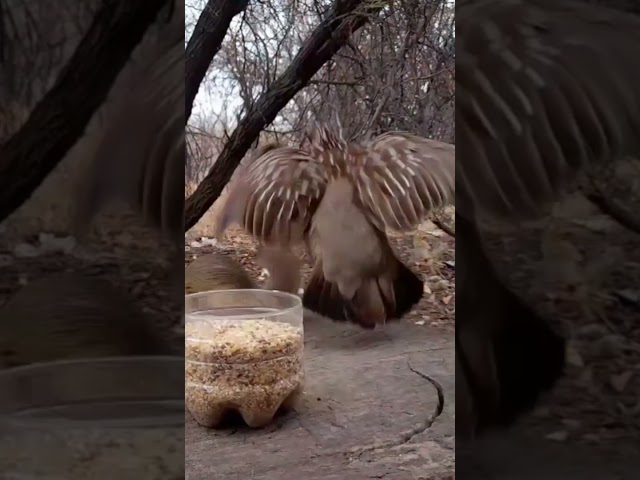 Bird kicks a squirrel #wildlife #animals #birds