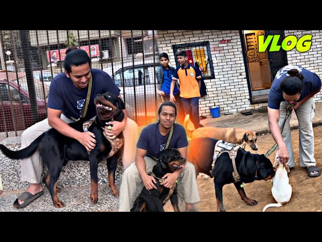 GentleRottweiler Met Puppy | Recall Command Tips For PET Parents | Day-251 #dog #rottweiler #vlog