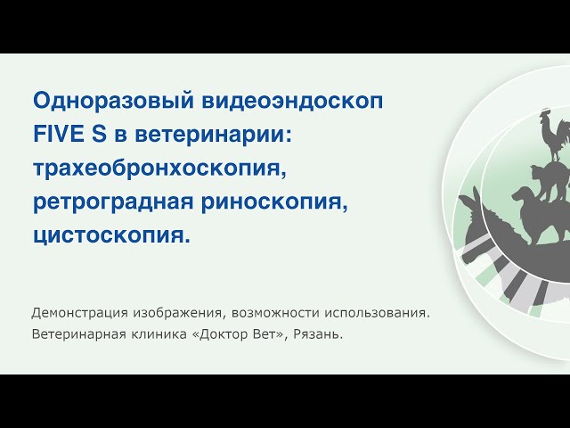 Одноразовый видеоэндоскоп FIVE S в ветеринарии: бронхоскопия, ретроградная риноскопия, цистоскопия.