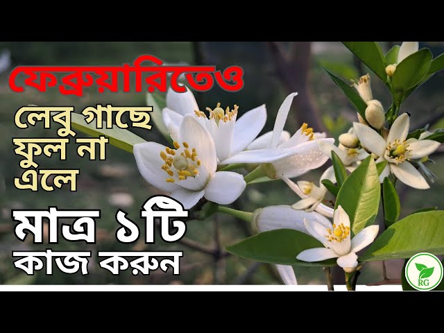 ফেব্রুয়ারি মাসেও লেবু গাছে ফুল আসেনি? এবার কী করবেন? Do's & Don'ts for Lemon Flower in February