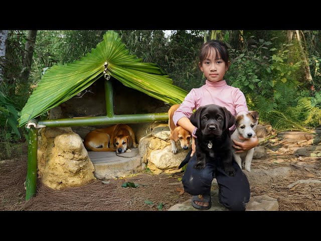 Make A New Home For Your Lovely Dog, Build a New Life | Poor Girl +