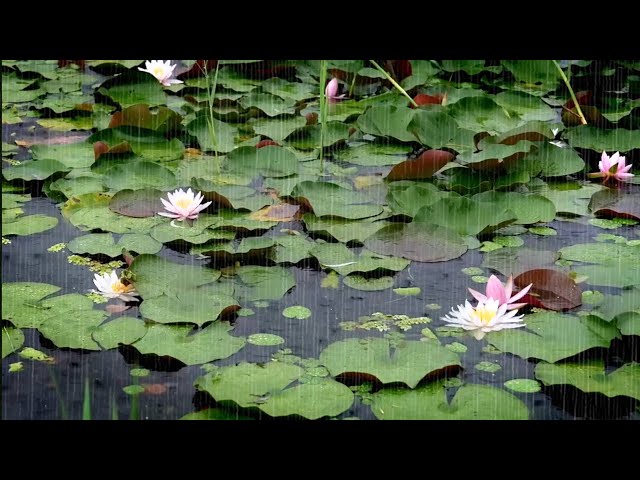 Rain Sounds in a Pond Soothe the Mind - Healing, Natural White Noise to Forget Worries and Fatigue