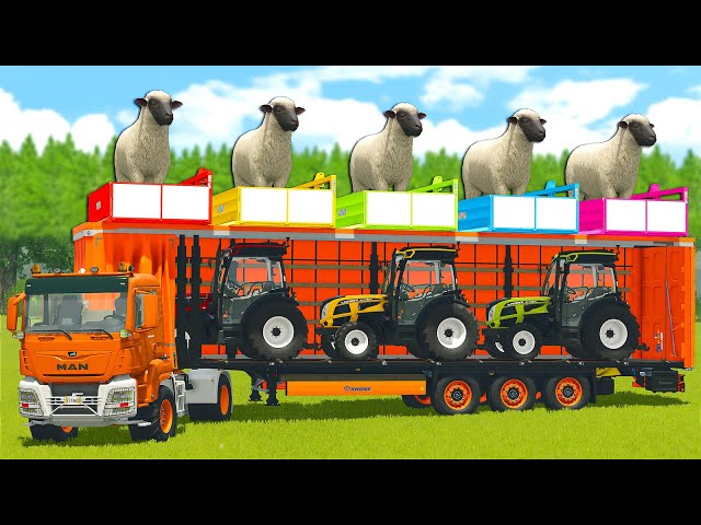 LOAD AND TRANSPORT SHEEPS WITH FENDT TRACTORS AND TRUCKS - Farming Simulator 25