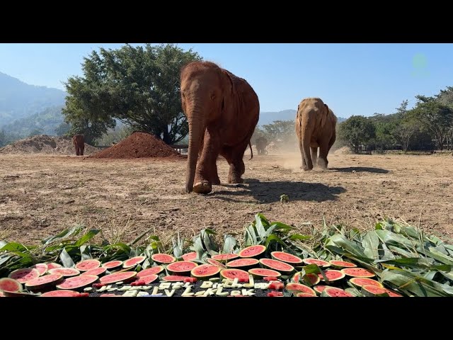 Elephant Birthday Party! - ElephantNews