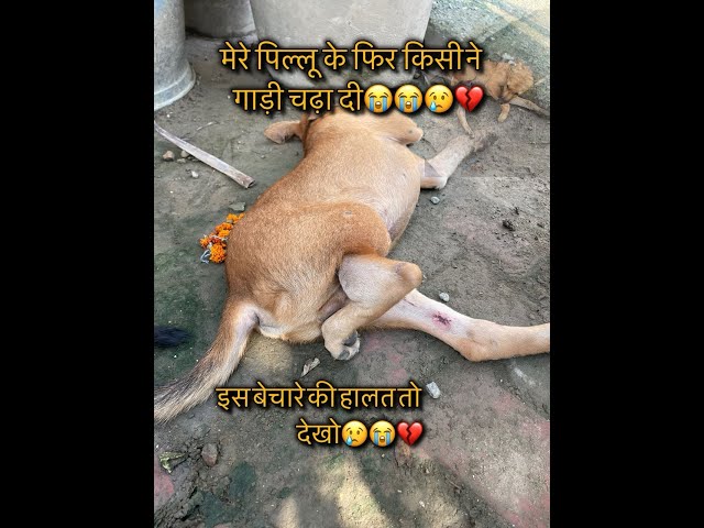 पिल्लू  का हुआ accident 😭| बेचारा रोता रहा😢💔#thedoglovermanish #dogrescue