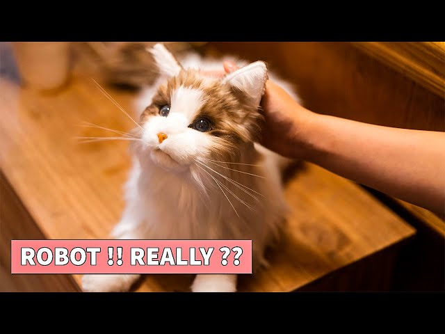 Top 5 Lifelike AI Pet Robots | Meta Cat, Moflin, Paro, Tombot, Hasbro