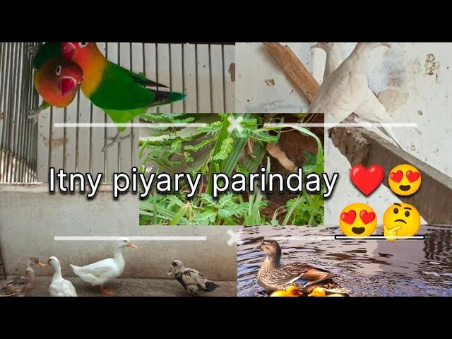 AJ Nani ka ghr jakr unky parinday dekhay😍😝bhott hi khubsurat khubsurat parinday 🦜#fypシ゚viral #fyp