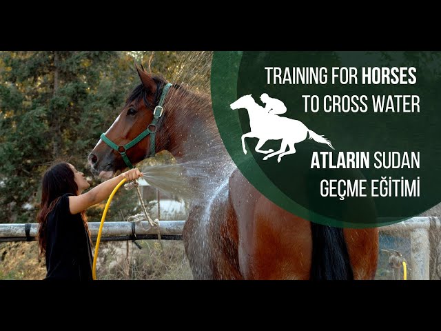 Atların sudan geçme eğitimi // Training for horses to cross water 4K Video