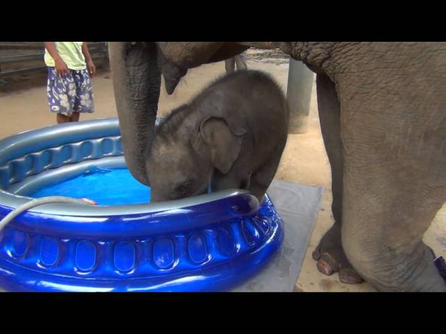 Baby Elephant Bath Time Part2  - ElephantNews