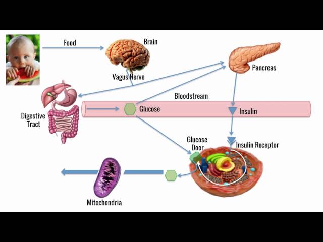 The Root Cause of Blood Sugar Imbalances