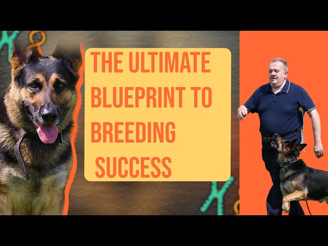 Is Dog Breeding a Lucrative Business?