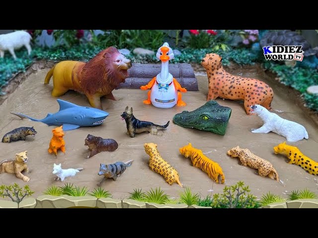 Fun Learning Carnivore Wild Animals Names & Sounds for Kids | Kidiez World TV Live Stream