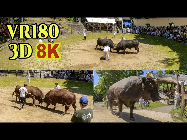 [ 8K 3D VR180 ] 牛の角突き（新潟県長岡市山古志）国の重要無形民俗文化財Japan's unique style of bullfighting in Yamakoshi,JAPAN