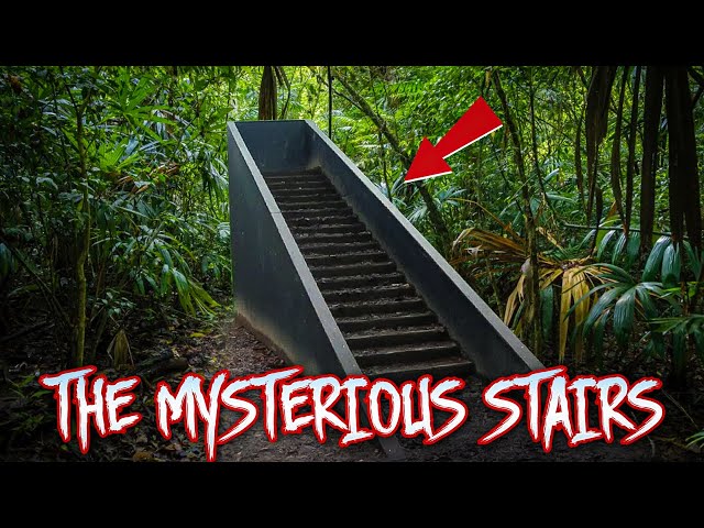 Why Are Staircases Appearing in Forests Worldwide?