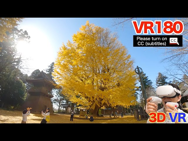 [8K VR180] 1,000-Year-Old Ginkgo Tree, the Oldest in Kanto / Sairenji Temple