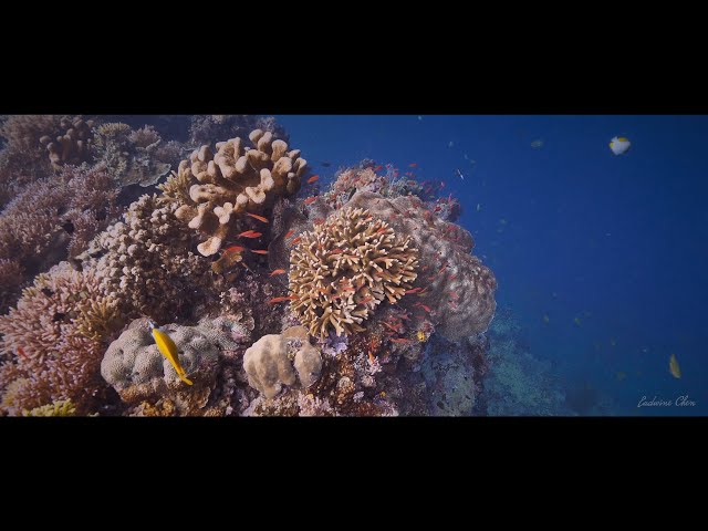 馬拉圖阿島 潛水 | 印尼達拉灣 潛水 | 2024 Diving at Maratua Island | Borneo Island |Darawan Islands