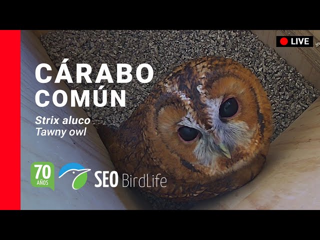 🔴DIRECTO Cárabo común 🦉 [INTERIOR] 🔴LIVE Tawny Owls in Spain 🦉. Toledo, Castilla-La Mancha.