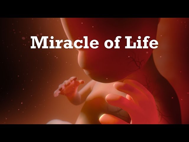 "Miracle Of Life" - 360 Video