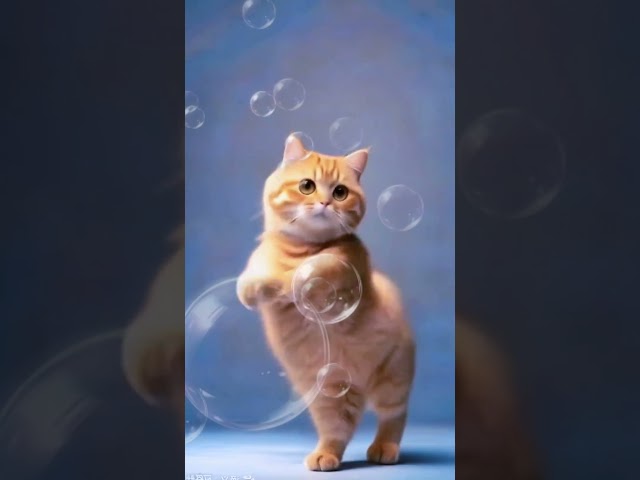 Cute cat dance #cat #catlover #cutecat #funny #cutecatdancing #trending