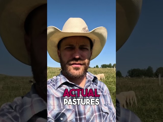 Building Shade for Happy Cows: Our Joel Salatin Solution