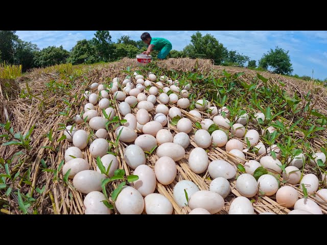 Top amazing - a lot of duck eggs at field pick by hand a farmer near the village