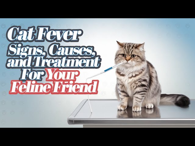 Cat Fever Signs, Causes, and Treatment for Your Feline Friend