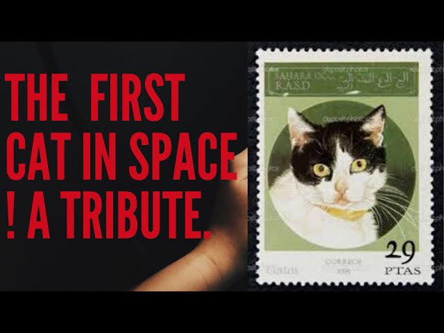 CAT TRAVELLED IN SPACE