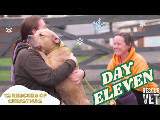 600 dogs waiting to come into rescue this Christmas | DAY 11: 12 RESCUES OF CHRISTMAS with Dr Scott