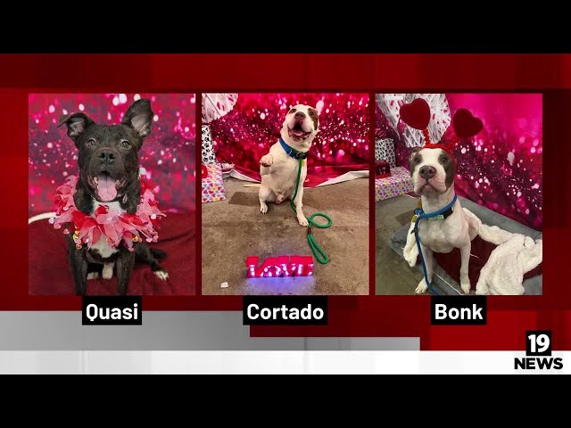 ‘Furever’ Valentine: ‘VERY FULL’ City Dogs Cleveland kennel reduces adoption fee to $21