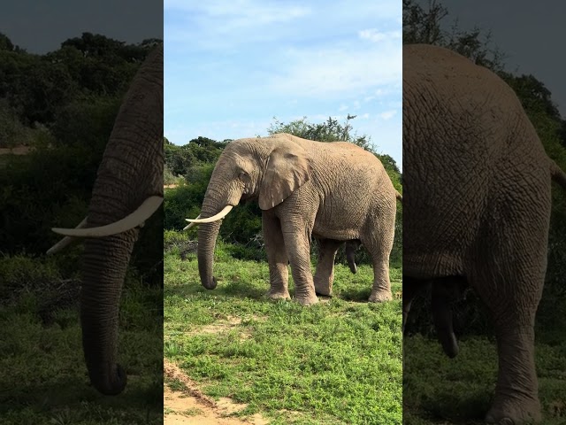 Funny Elephant Moment: Eating, Pooping, and Peeing at the Same Time 🐘😂 | Shamwari, South Africa